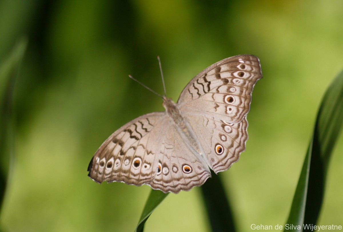 Junonia atlites Linnaeus, 1758